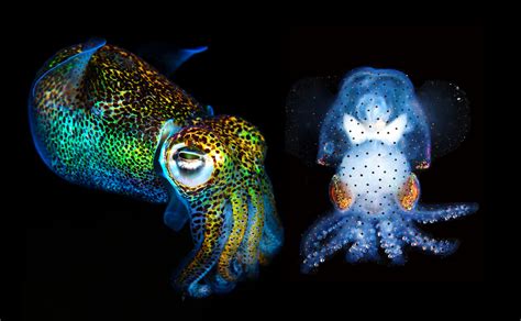 Squid .
